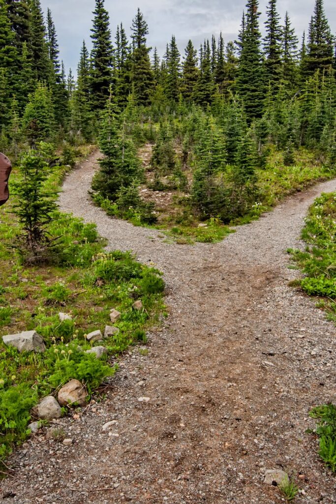 Explore a forked trail in Manning Park, BC amidst lush greenery and conifer trees. Perfect for nature walks.
